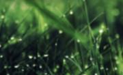 blurry-green-grass-facebook-cover