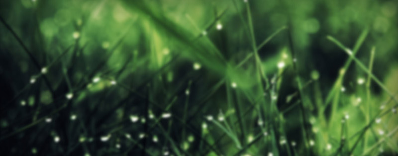 blurry-green-grass-facebook-cover